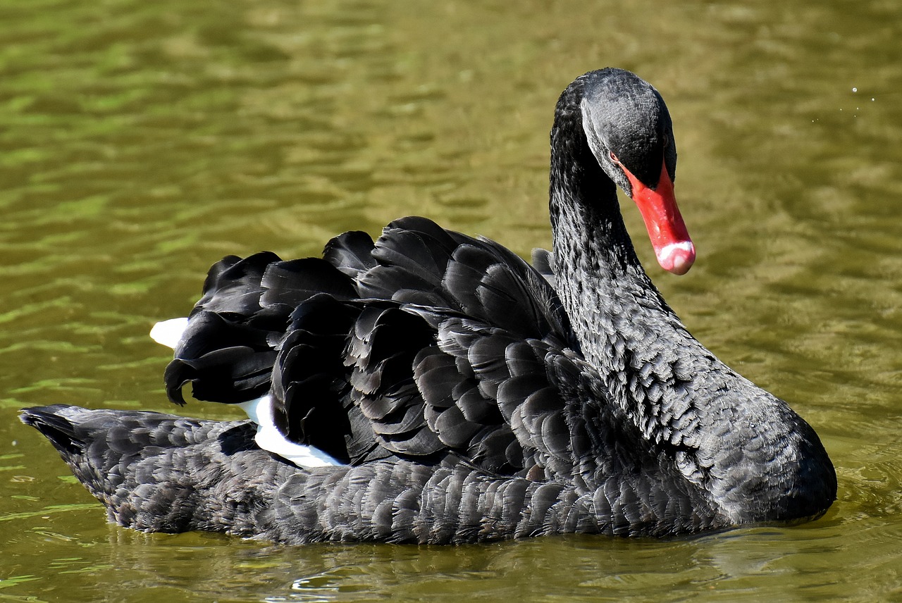 Ein schwarzer Schwan im Wasser